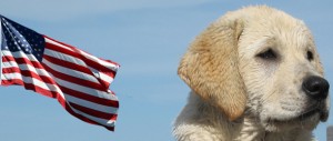 Dogs for Vets Golden Retriever Puppy
