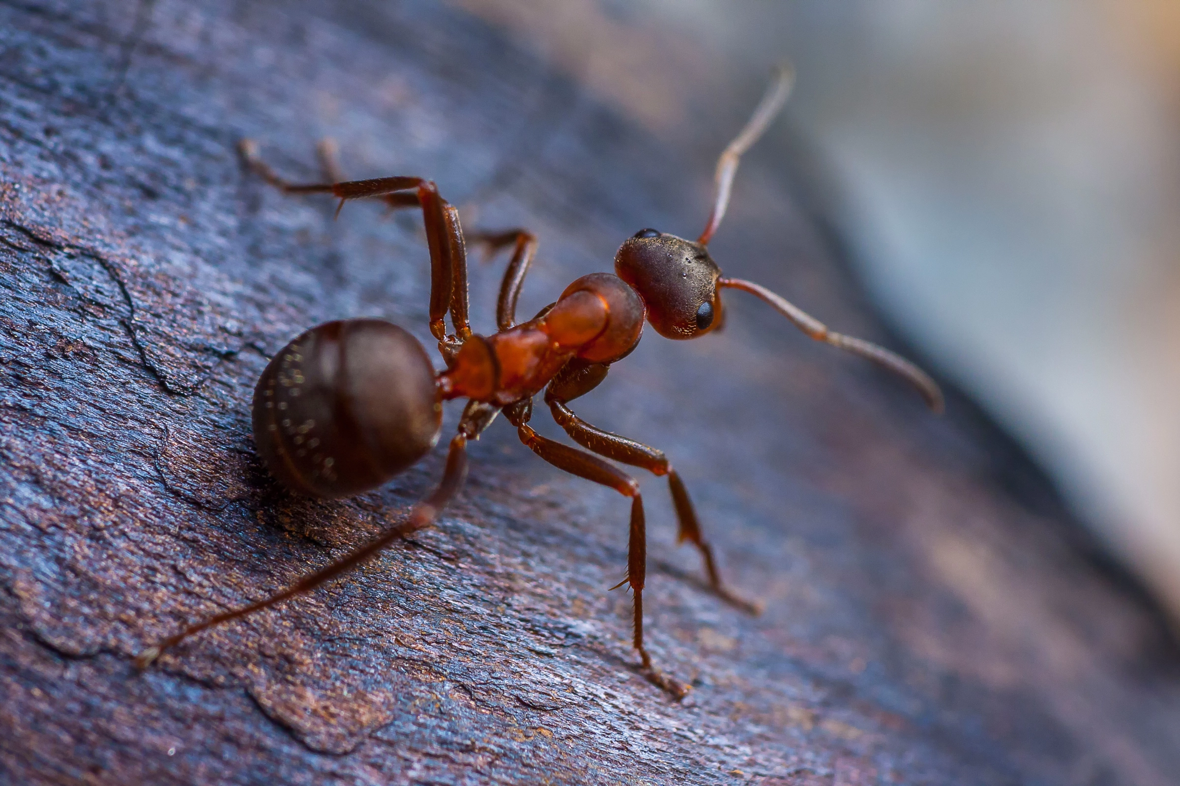 how to keep ants off patio furniture